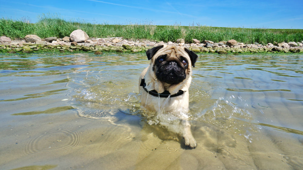 Jack beim 'Wassertreten'