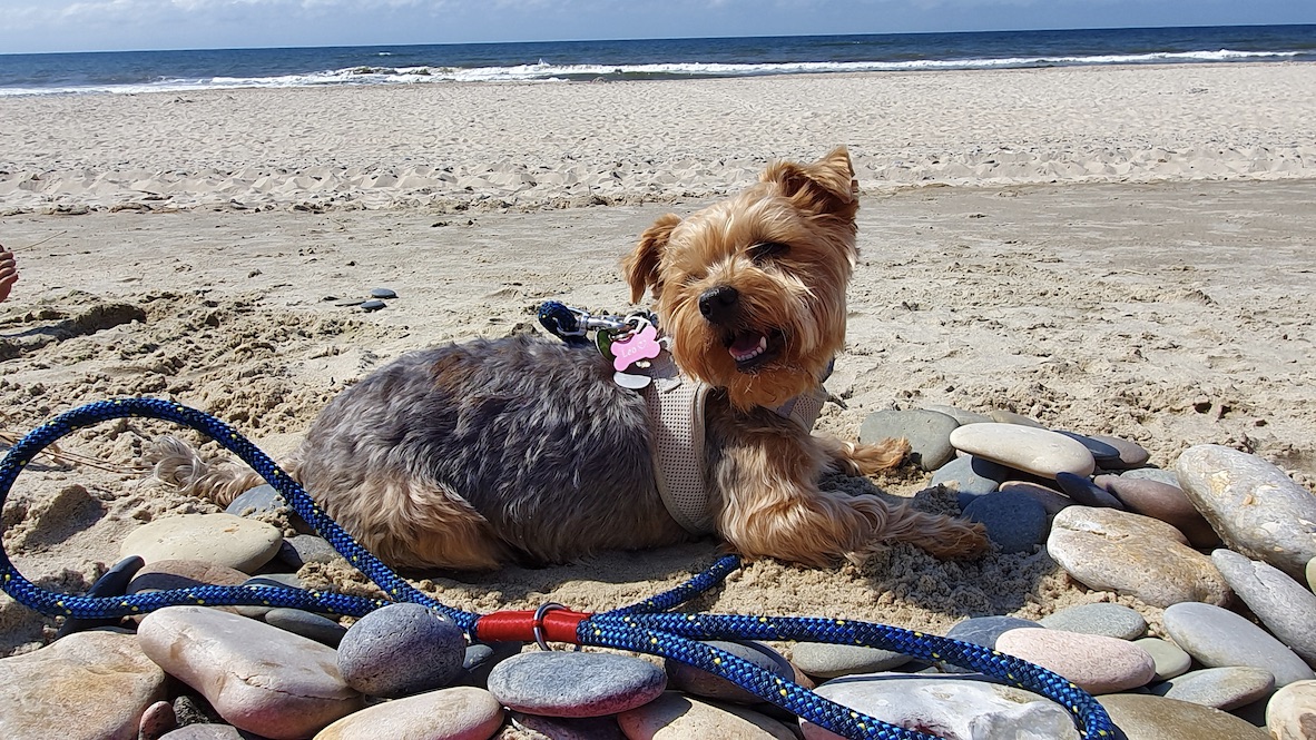 Leo macht Ferien am Strand in Dänemark