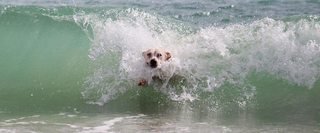 ... unbekannter Schwimmer surft die Welle