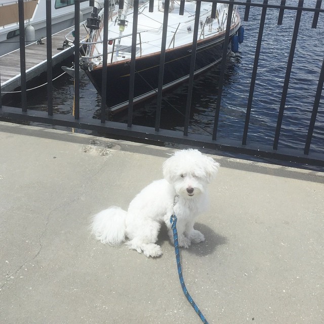 This is one of our latest brand ambassadors, Tucker, just checking on his brand new leash, Model High-Line, 10 mm