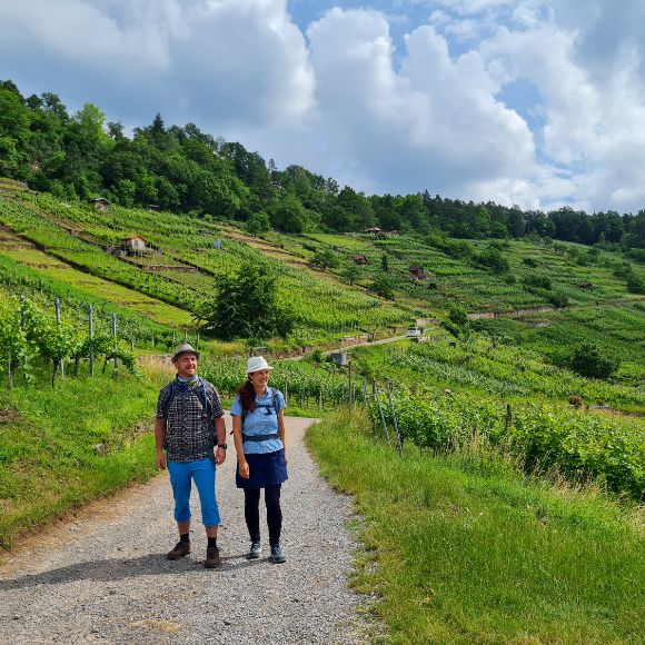 5 Wander- und Spazierwege durch Weinberge in der Region Stuttgart - Den Weinsüden zu Fuß erkunden - HVP174