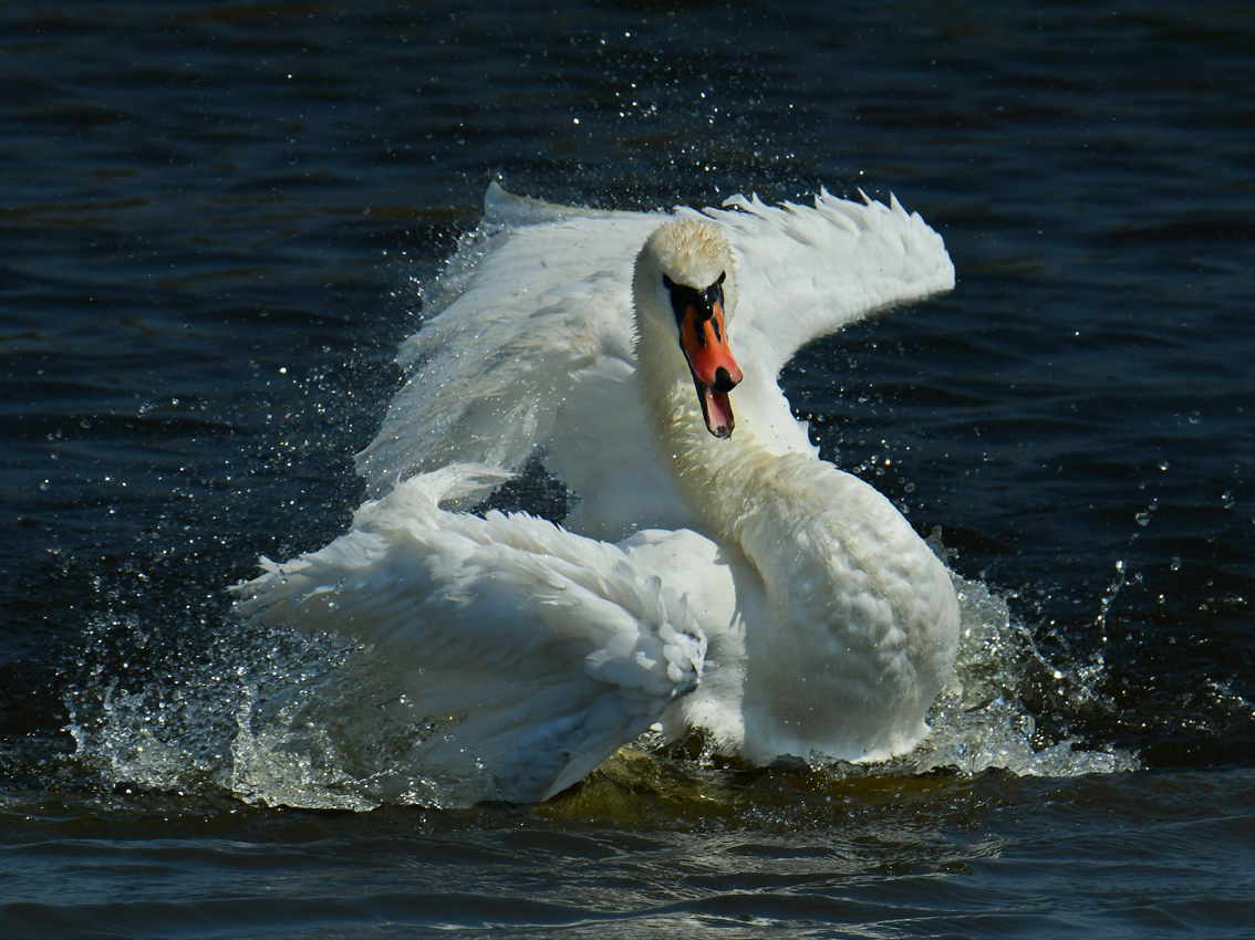 Freude©Christa Johannsen