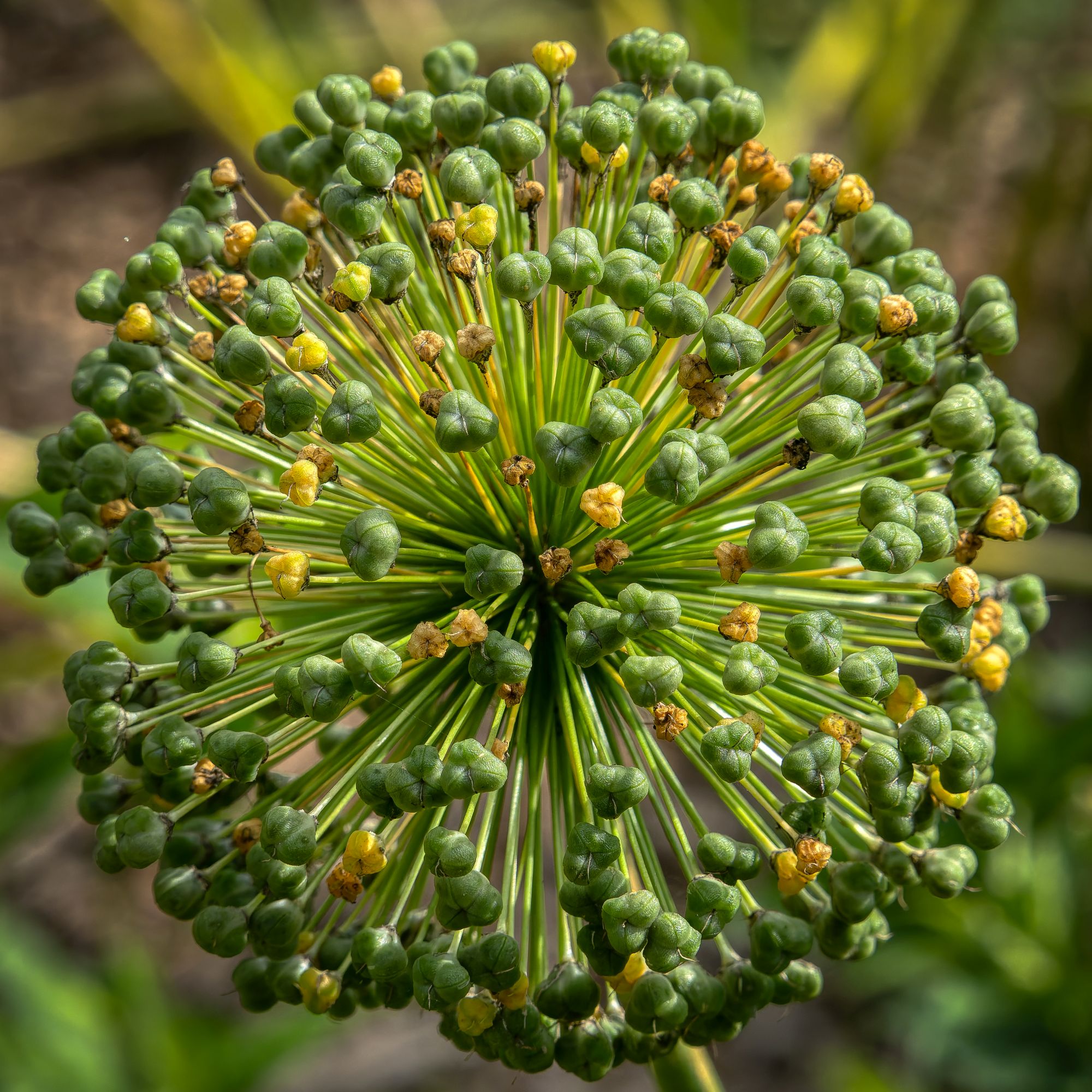 Allium