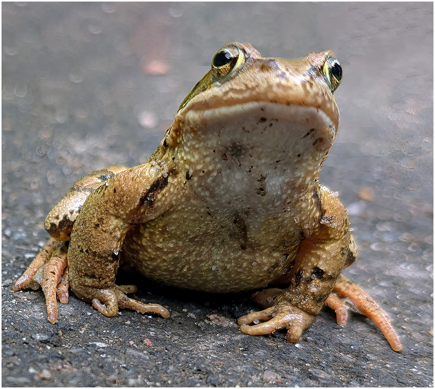 Kröte©Werner Kaiser