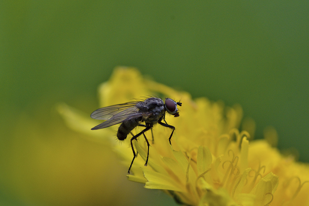 Fliege©Helmut Preisinger