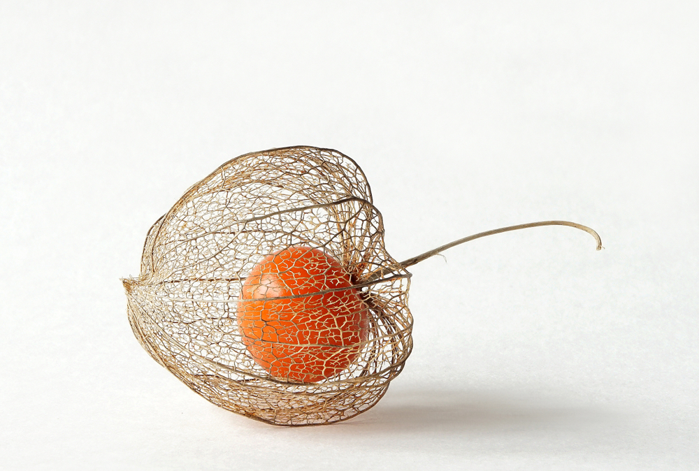 Physalis©Hakon Johannsen