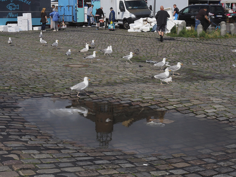 Fischmarkt©Leo Kixmöller