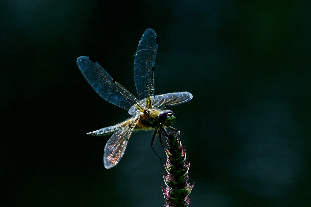 Vierfleck©Gerd Johannsen - Urkunde