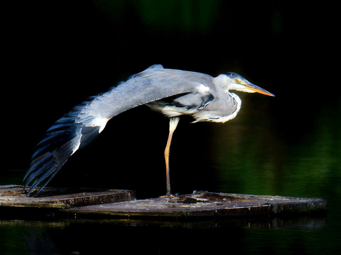 Einbein©Christa Johannsen