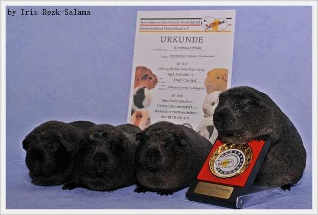 Anerkennung 2017 auf der 29.Bundesshow des MFD BD e.v mit den Englisch Crested in Schwarz Creme Solid Agouti! Manolya, Clara, Lama(Rama) und Beetle Juice!