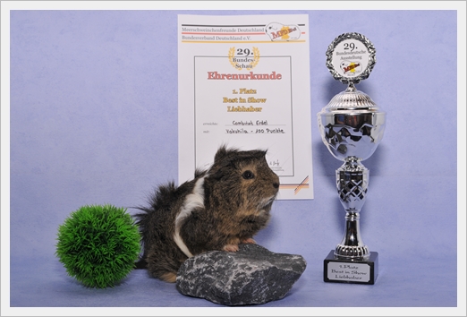 Auf der 29.Bundesdeutschen belegte Vokuhila den 1. Platz BEST IN SHOW LIEBHABER!