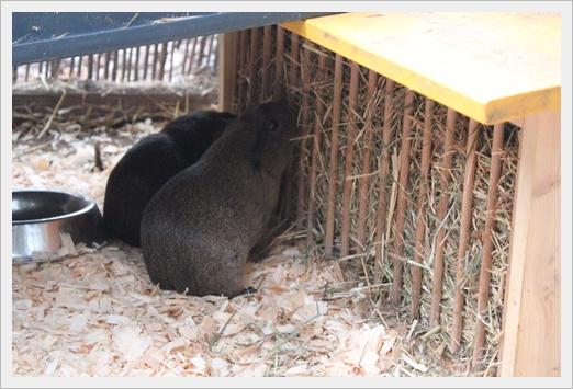 Haltung Ernahrung Rmz Von Den Reuschenberger Schnuten