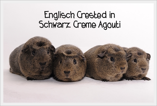 Zusammen mit der Zucht von Sabine Strothmann "von Hinsberg-Lipperose" haben wir die Englisch Crested Schwarz Creme Agouti anerkennen lassen!