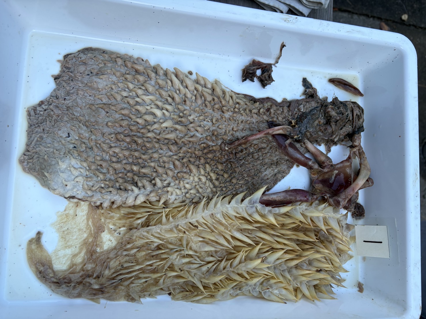 食道洗浄後、大きな魚の骨が出てきました。