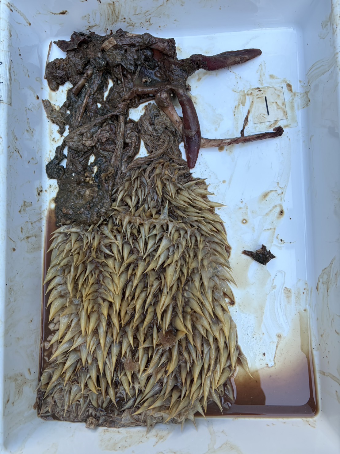 食道洗浄前