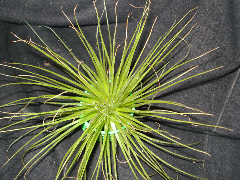 Tillandsia magnusiana