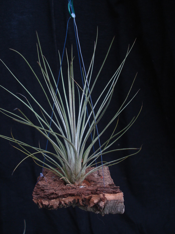 Tillandsia bartrami