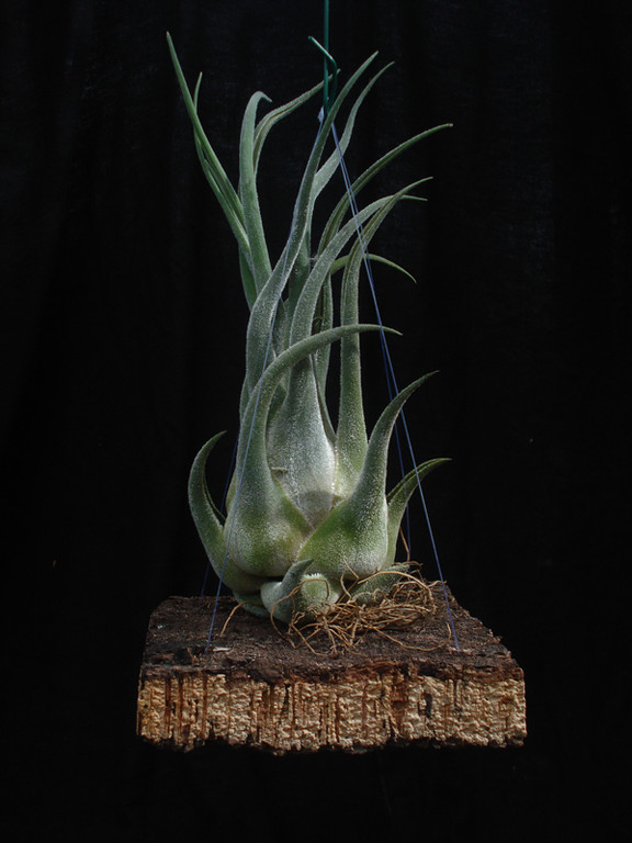 Tillandsia seleriana