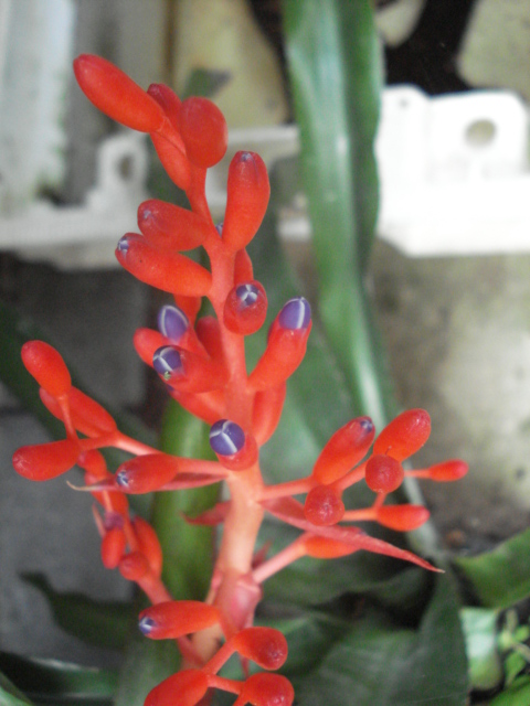 Aechmea fulgens