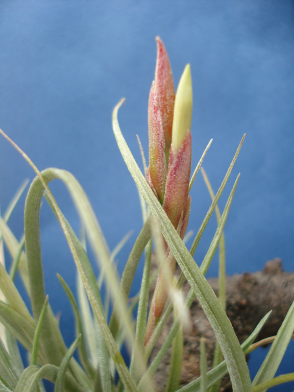 Tillandsia rectifolia