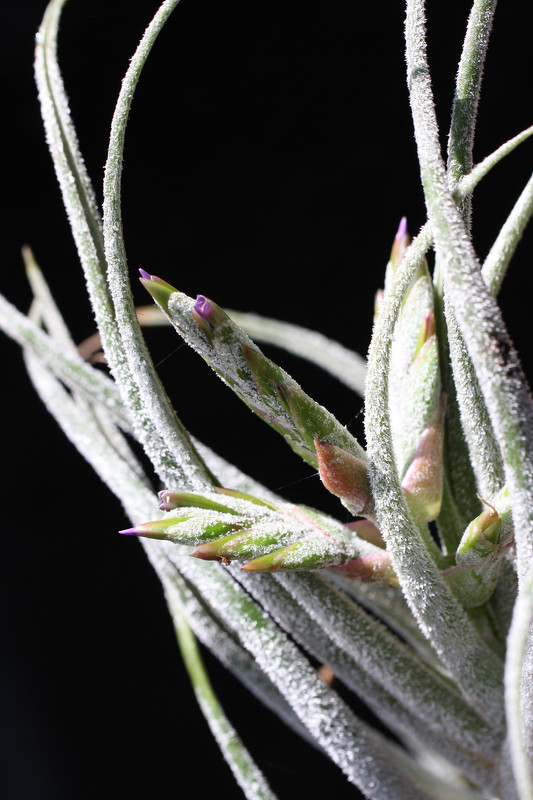 Tillandsia seleriana