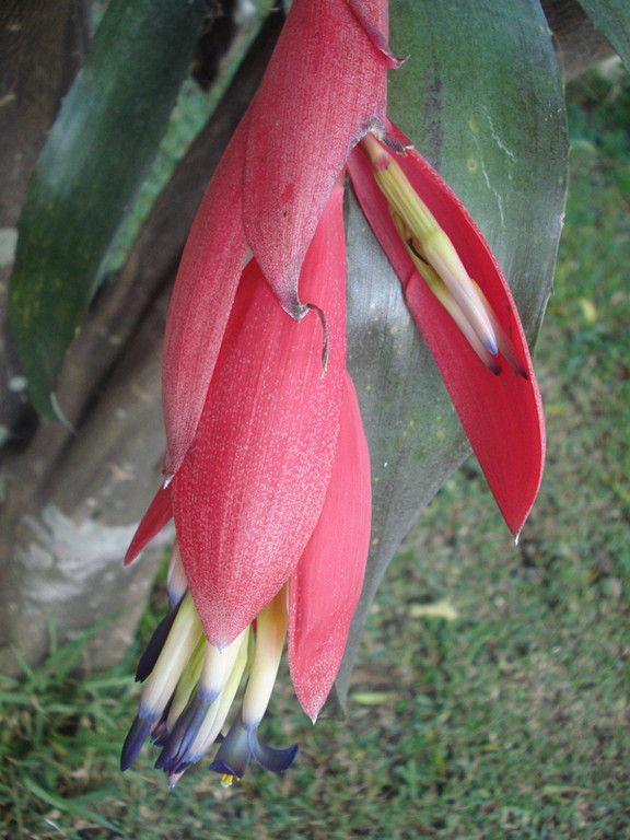 Billbergia vittata