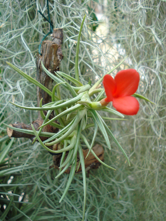 Tillandsia albertiana