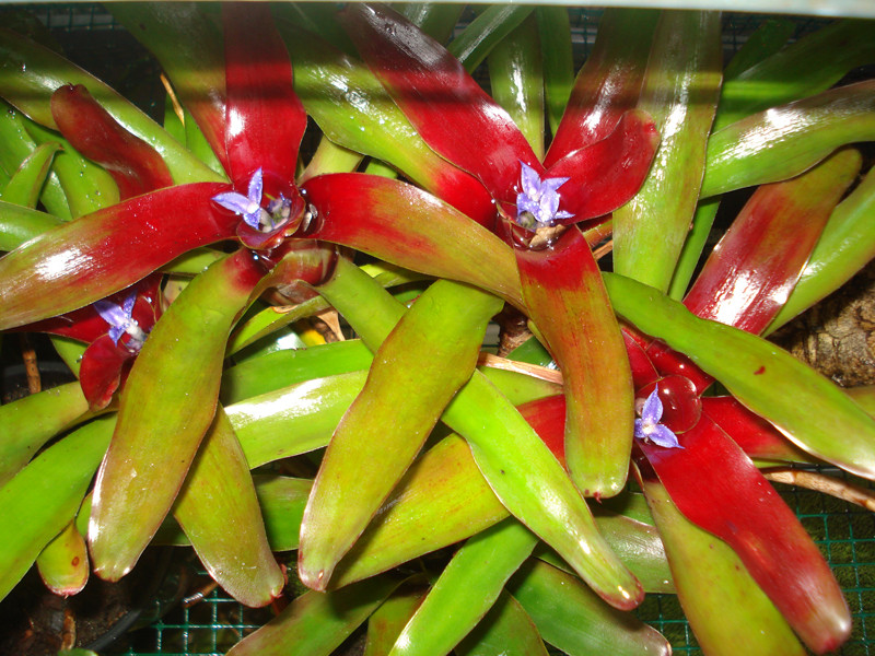 Neoregelia schultesiana