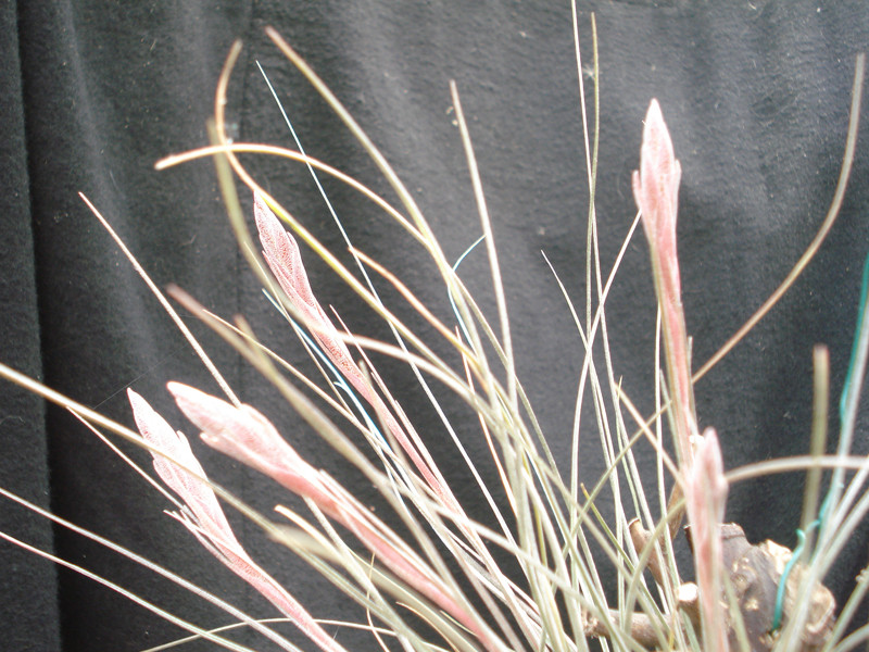 Tillandsia setacea