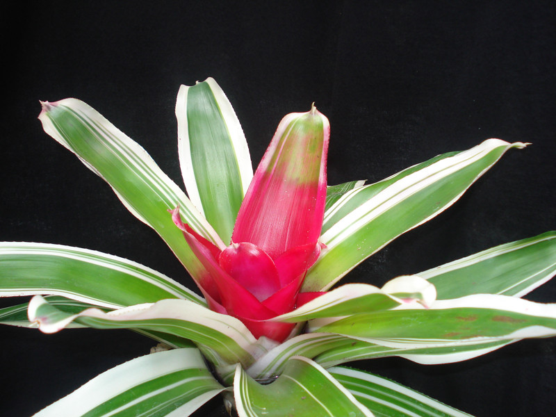 Neoregelia flandria