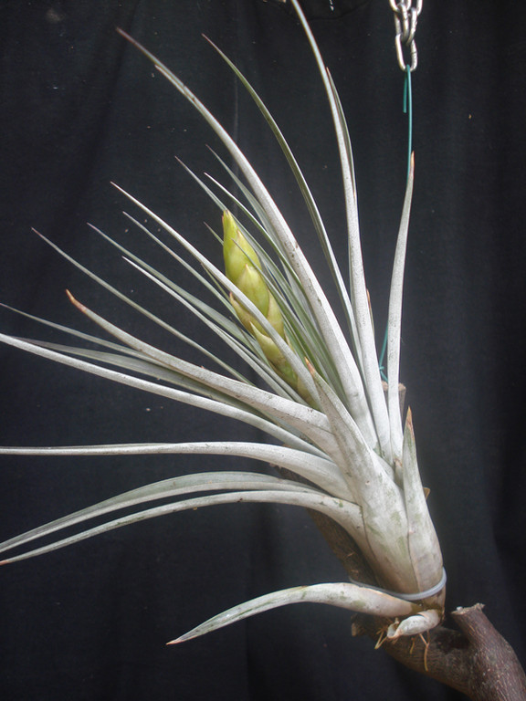 Tillandsia fasciculata