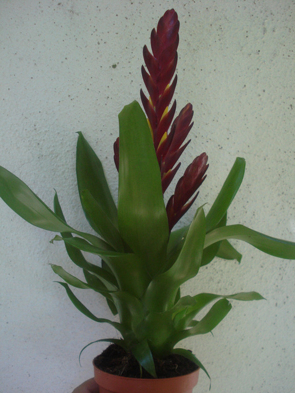 Vriesea poelmani