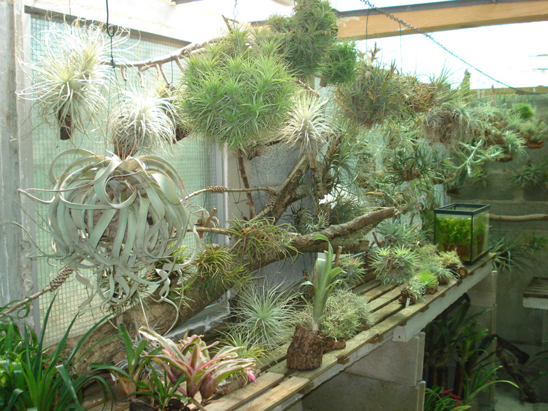 Zona das Tillandsias 