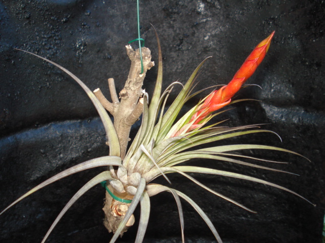 Tillandsia fasciculata