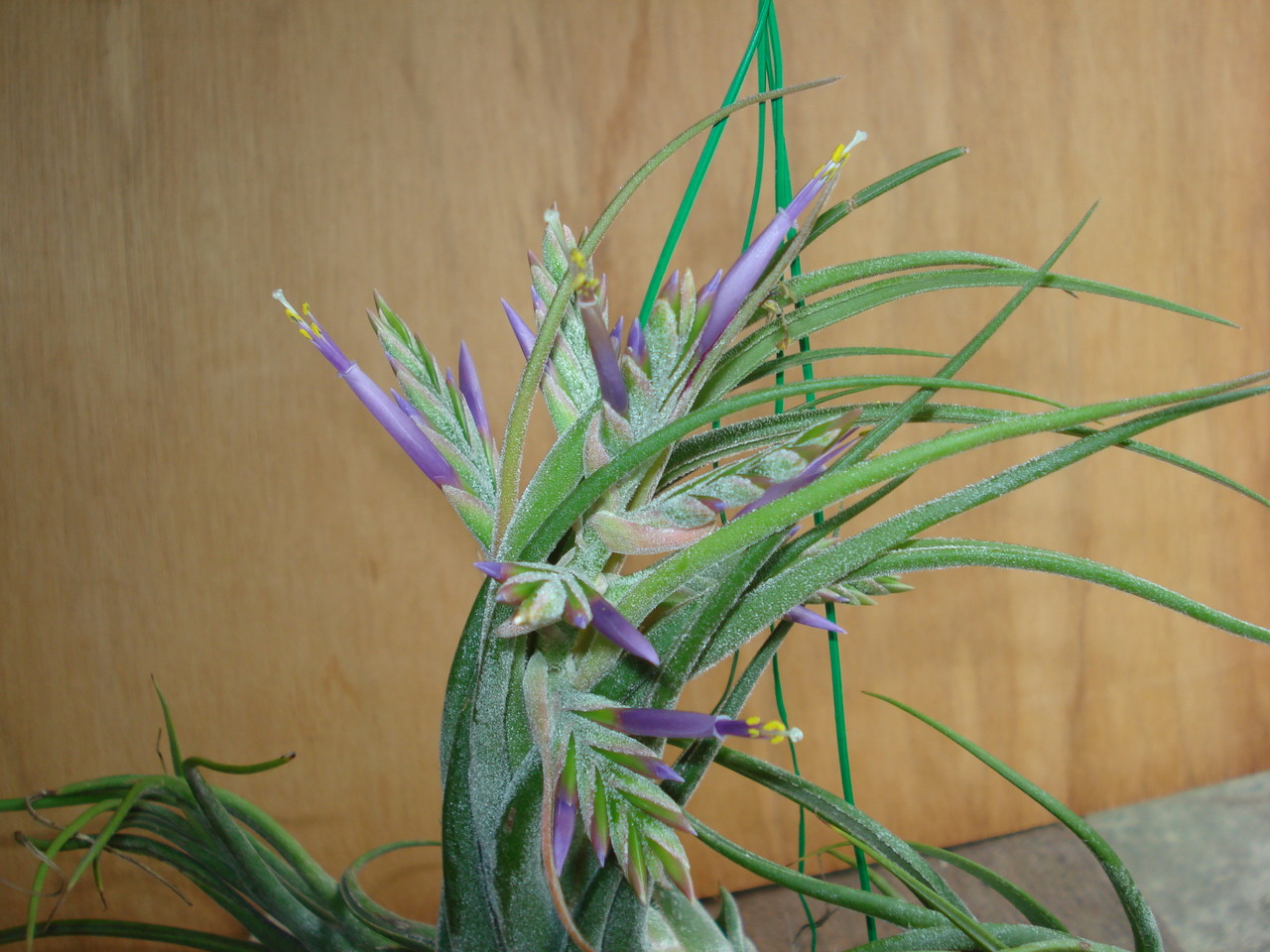 Tillandsia seleriana