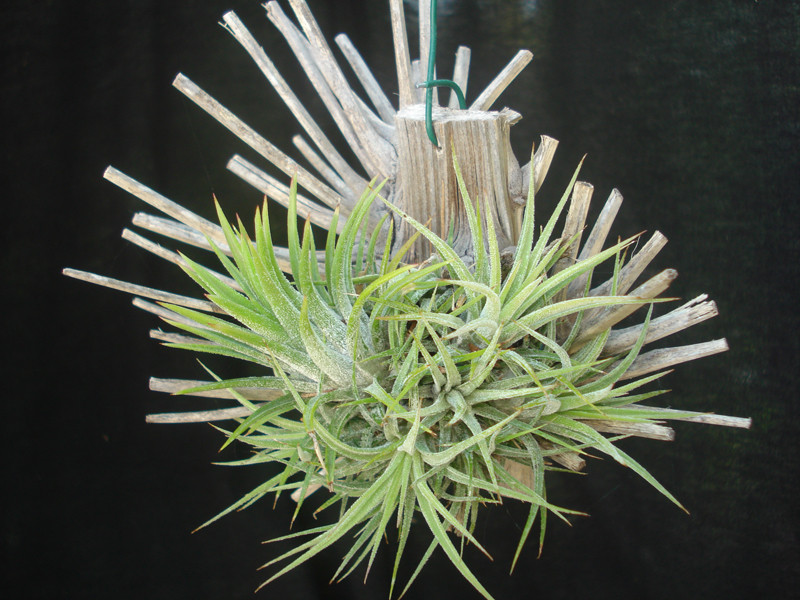 Tillandsia ionantha mexico