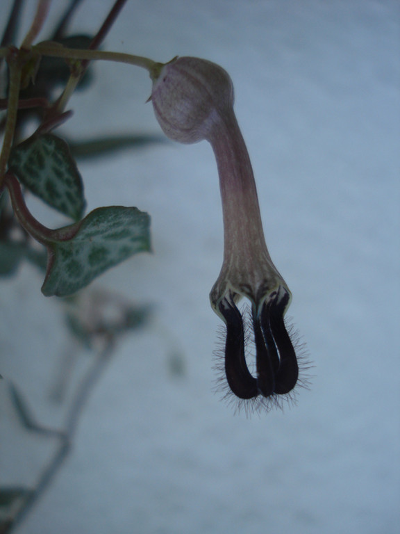 Ceropegia linearis