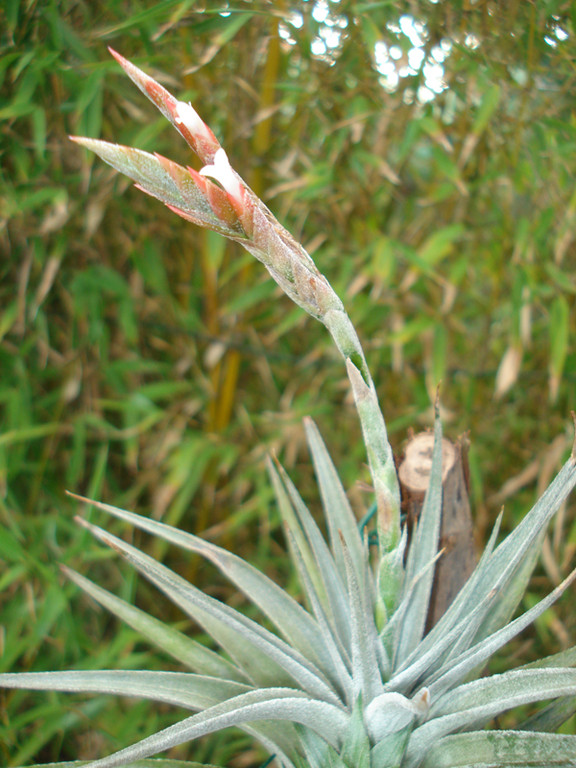 Tillandsia didisticha