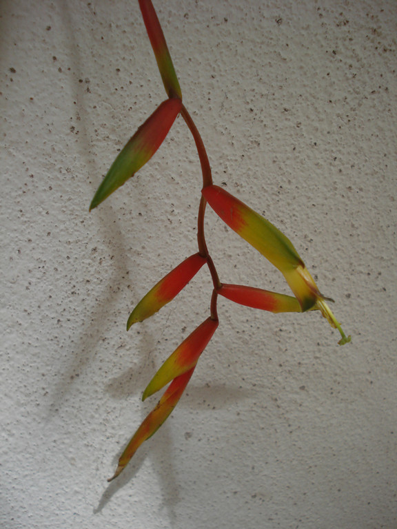 Vriesea simplex