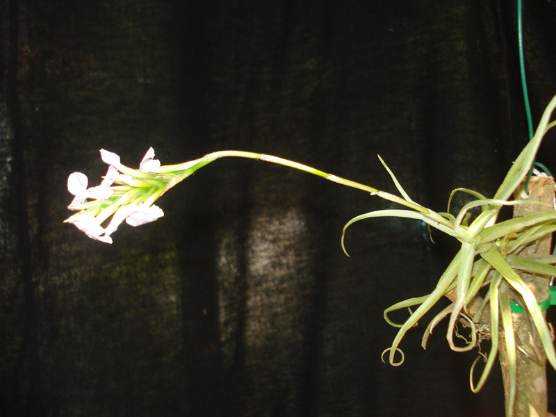 Tillandsia rechenbachii