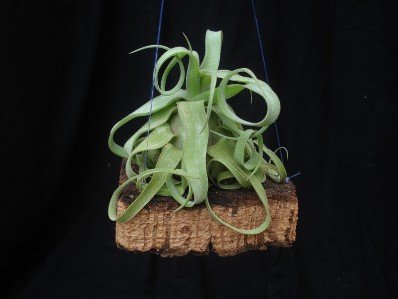 Tillandsia streptophylla