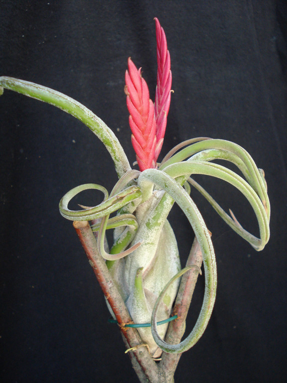 Tillandsia caput medusae