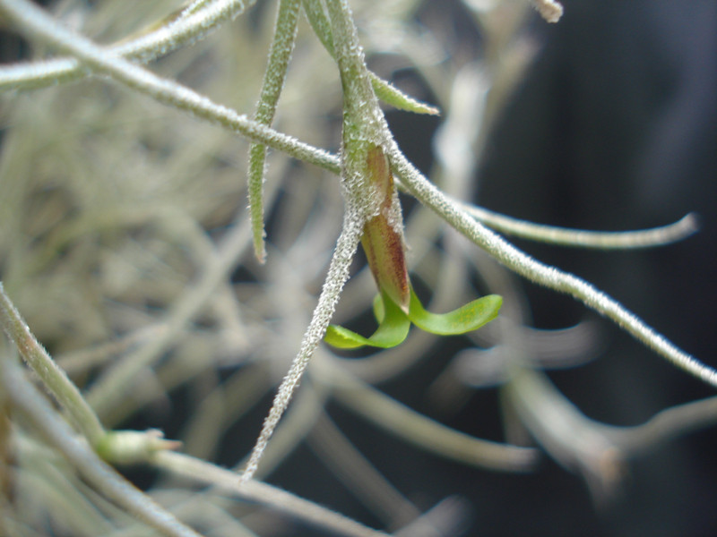 Tillandsia usneoides