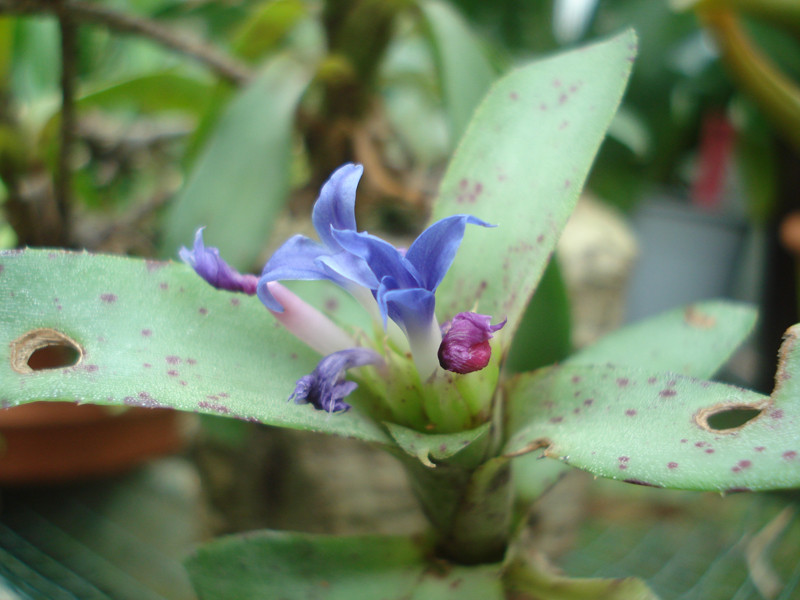 Neoregelia liliputiana