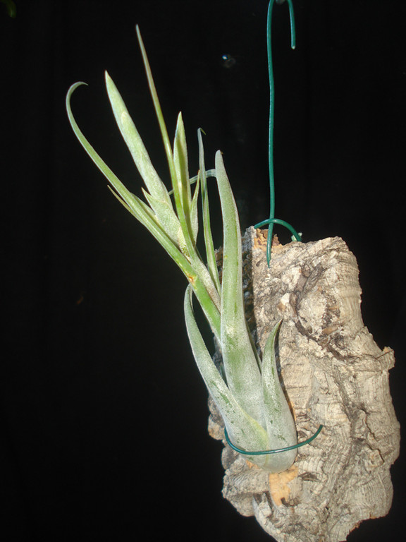 Tillandsia circinata