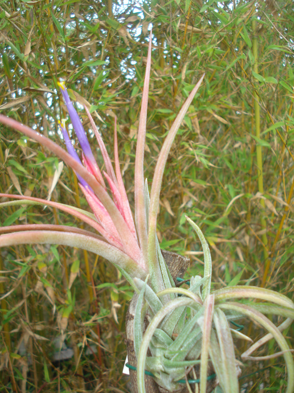 Tillandsia ionantha humbug