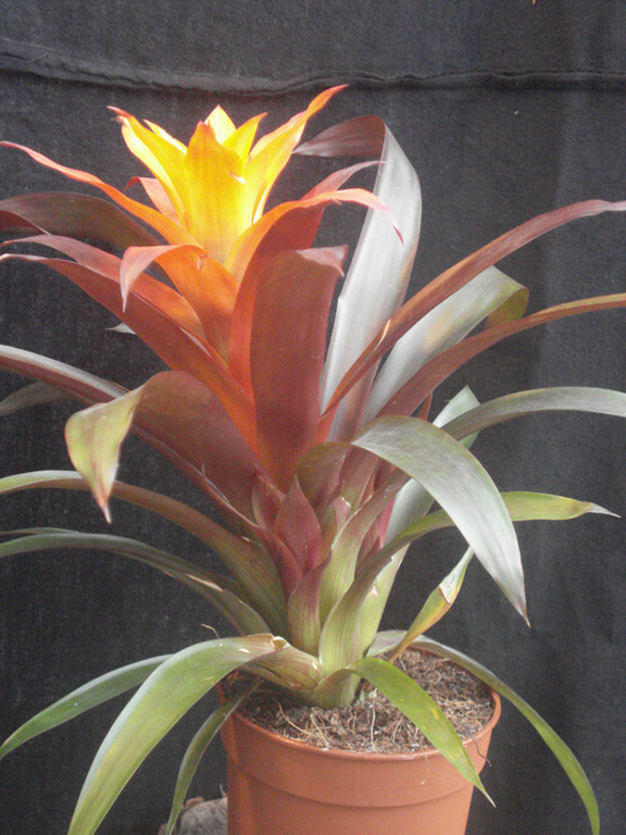 Guzmania tricolor