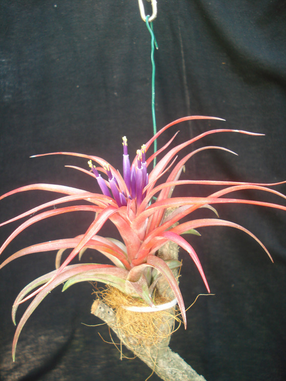 Tillandsia brachycaulos