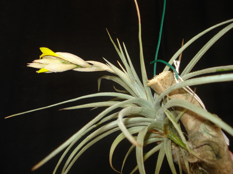 Tillandsia ixioides