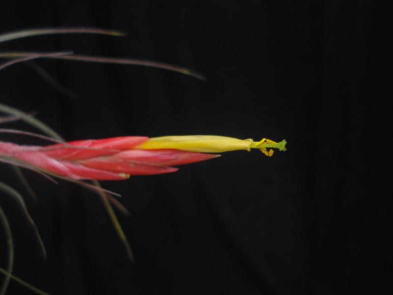 Tillandsia schiedeana